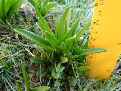 Hyacinthoides x massartiana