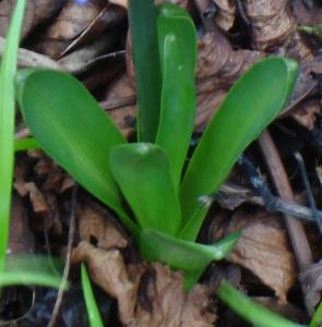 Hyacinthus orientalis (1)