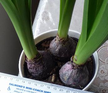 Hyacinthus orientalis (2)