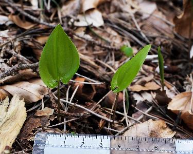 Maianthemum bifolium