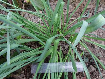 Ornithogalum pyrenaicum