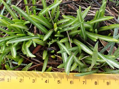 Ornithogalum umbellatum