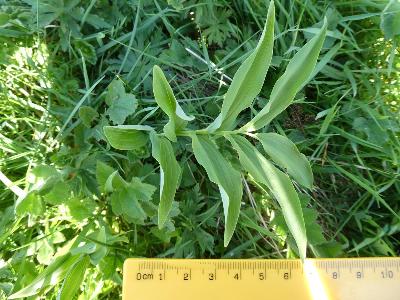 Polygonatum multiflorum