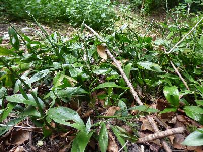 Ruscus hypoglossum (2)