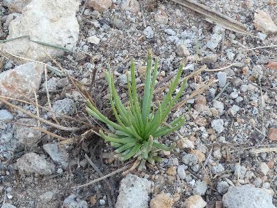 Asphodelus fistulosus (1)