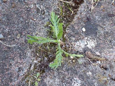 Achillea filipendulina