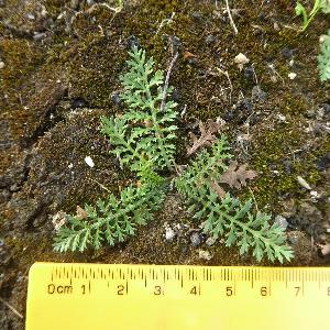 Achillea millefolium
