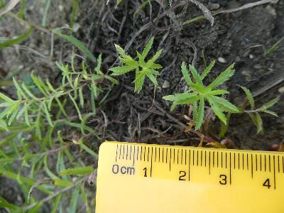 Achillea ptarmica (1)
