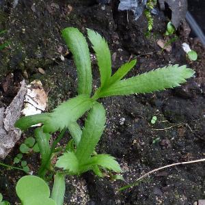 Achillea ptarmica (2)
