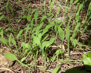 Aetheorhiza bulbosa (1)