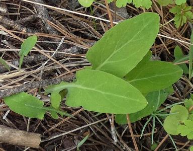 Aetheorhiza bulbosa (2)
