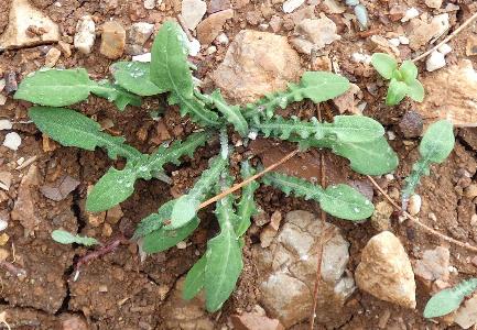 Aetheorhiza bulbosa (3)