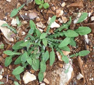 Aetheorhiza bulbosa (4)