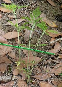 Ambrosia artemisiifolia