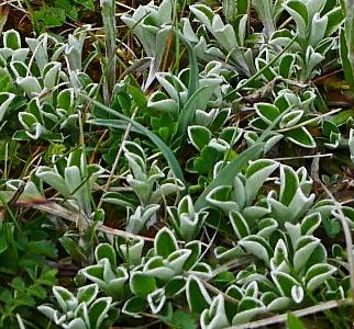 Antennaria dioica (1)