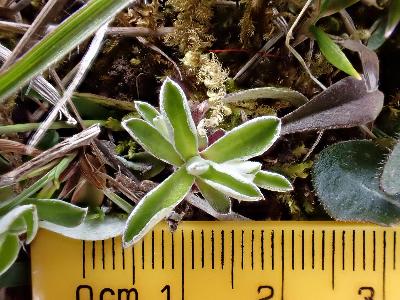 Antennaria dioica (2)