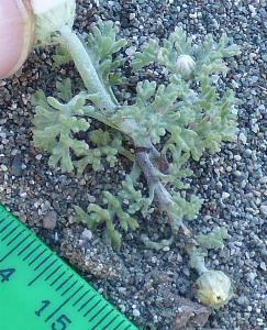 Anthemis tomentosa (1)