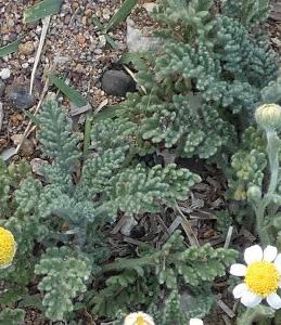 Anthemis tomentosa (2)