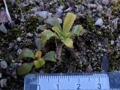 Arnoseris minima (1)