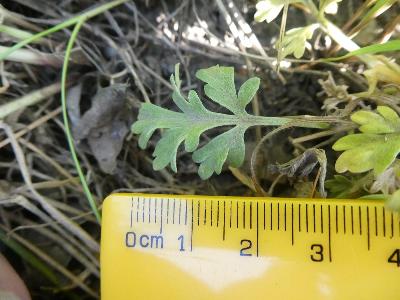 Artemisia absinthium