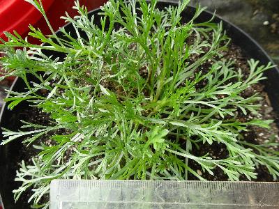 Artemisia campestris