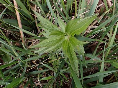 Bidens tripartita (1)