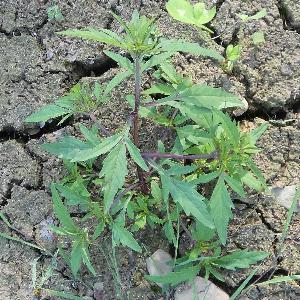 Bidens tripartita (2)