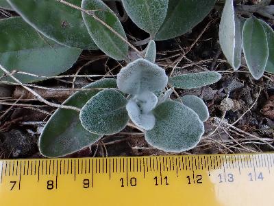 Brachyglottis x jubar