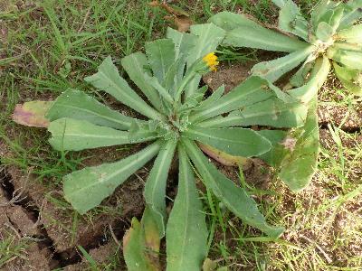 Calendula arvensis (1)
