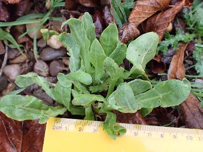 Calendula officinalis