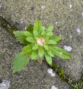 Callistephus chinensis