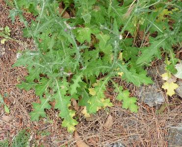 Carduus pycnocephalus (1)