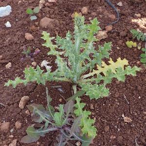 Carduus pycnocephalus (2)