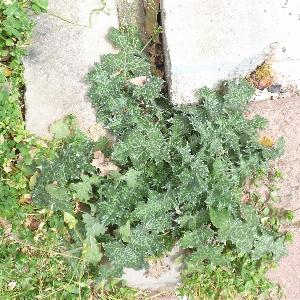 Carduus pycnocephalus (3)