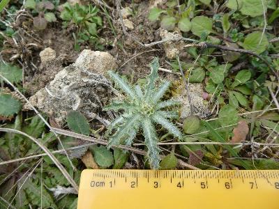 Carlina vulgaris (1)