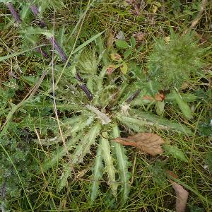 Carlina vulgaris (2)