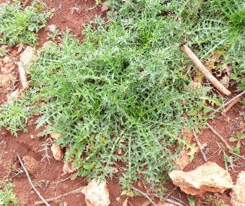 Carthamus lanatus (1)