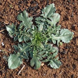 Carthamus lanatus (2)