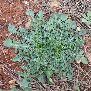 Carthamus lanatus (3)