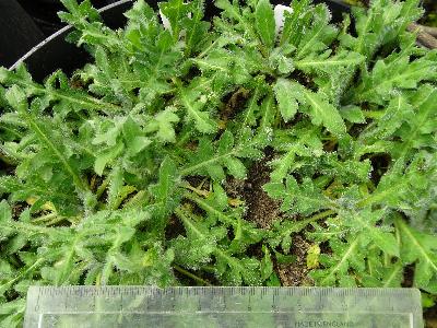 Centaurea calcitrapa