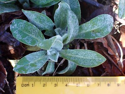 Centaurea montana (1)