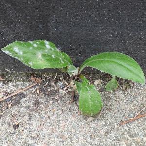 Centaurea montana (2)