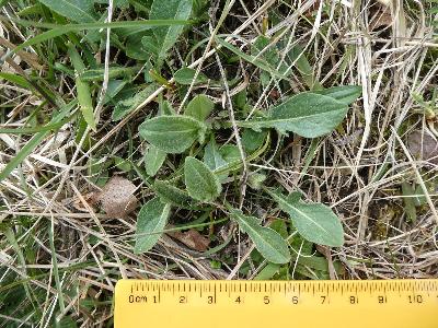 Centaurea scabiosa (1)