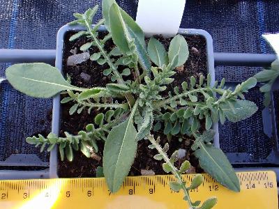 Centaurea scabiosa (2)