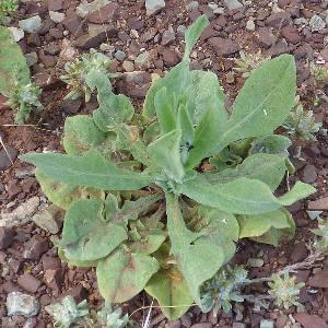 Centaurea solstitialis (1)