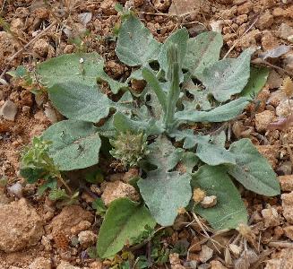 Centaurea solstitialis (2)