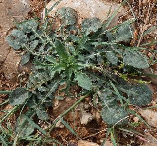 Centaurea solstitialis (3)