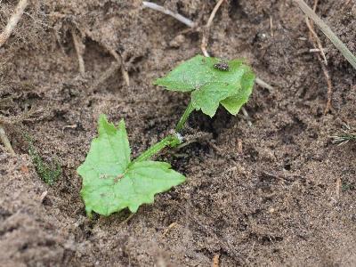 Cicerbita alpina (1)