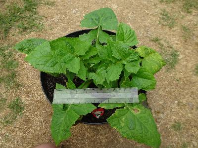 Cicerbita alpina (2)