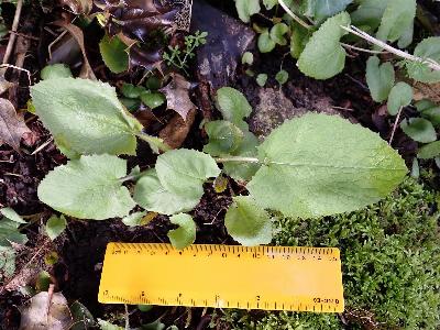 Cicerbita macrophylla